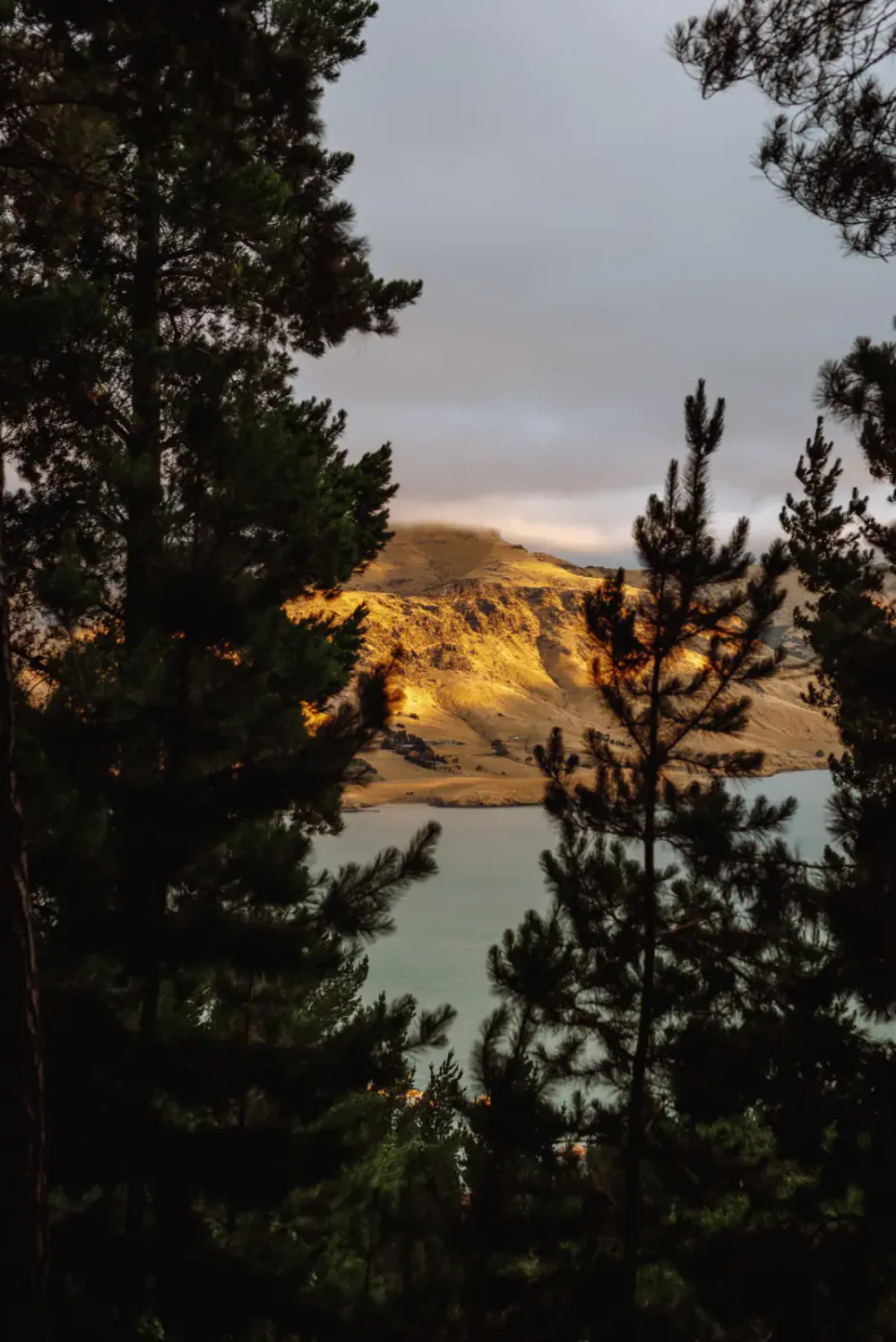 Scenic view of a mountain with golden slopes through a frame of dark green trees, over a body of water under gray skies.