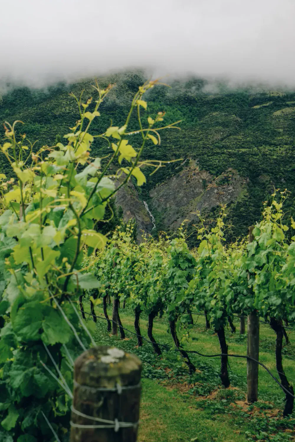 Vineyard with rows of grapevines in a lush green landscape, distant mountains, and low-hanging clouds.