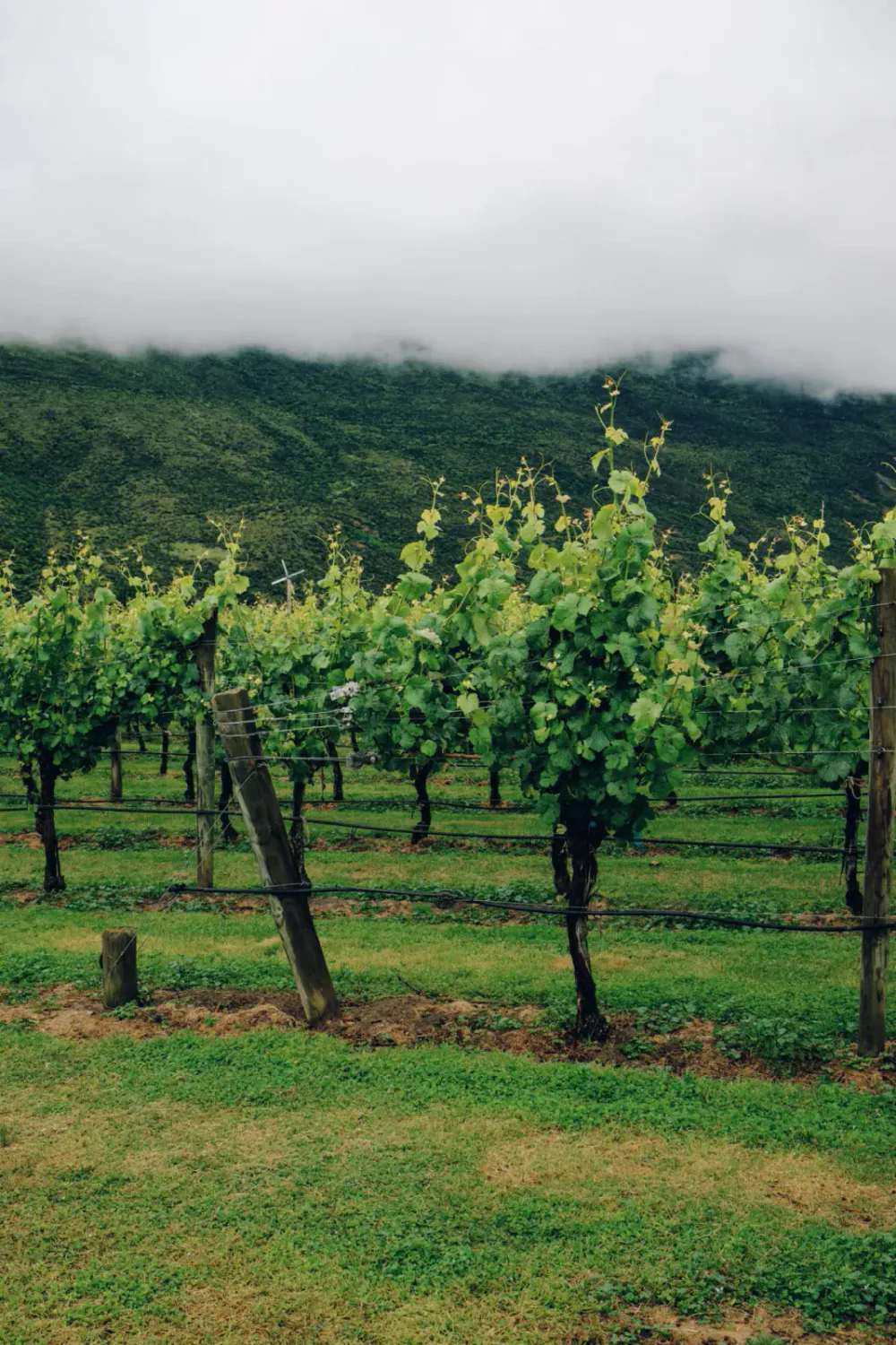 Vineyard with green grapevines on wooden posts and wire trellis, hills covered with greenery and foggy sky in the background.